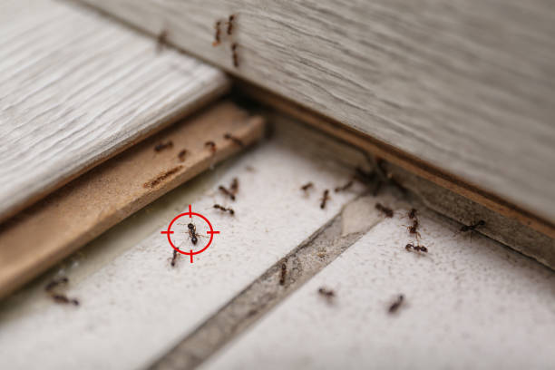 Trusted Ovid, MI Pest Control Experts